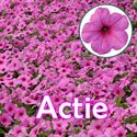 Afbeelding van Petunia P12 "Actie" Ew Pink Passion